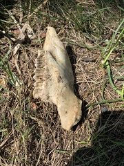 Vertebrata