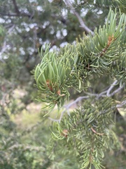 Pinus cembroides