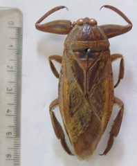 Lethocerus cordofanus