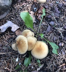 Pholiota terrestris