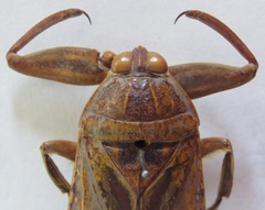 Lethocerus cordofanus