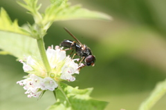 Cheilosia pagana