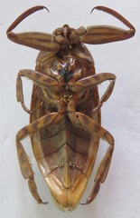 Lethocerus cordofanus