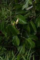 Amphilophium paniculatum