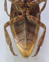 Lethocerus cordofanus
