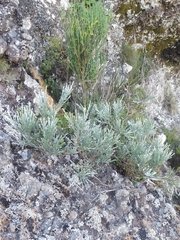 Genista tenera