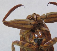 Lethocerus cordofanus