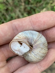 Helix pomatia