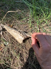 Vertebrata
