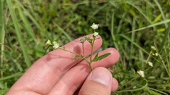 Parthenium hysterophorus