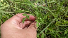 Parthenium hysterophorus