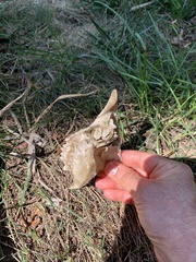 Vertebrata