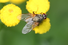 Phaonia angelicae