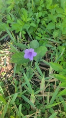 Ruellia caroliniensis