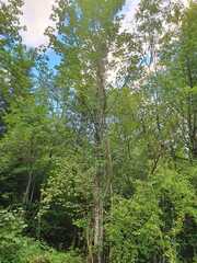 Betula neoalaskana
