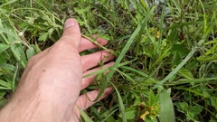 Parthenium hysterophorus