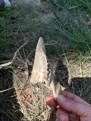 Vertebrata