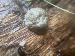 Reticularia