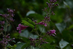 Fridericia chica