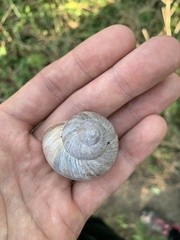 Helix pomatia
