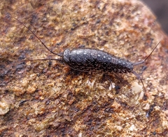 Ligia exotica
