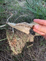 Vertebrata