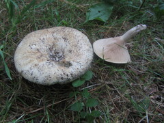 Russula delica
