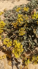 Oligogonum