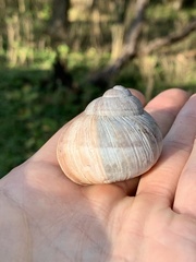 Helix pomatia