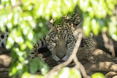Panthera onca