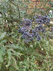 Sambucus cerulea