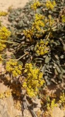 Oligogonum
