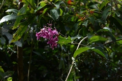 Fridericia chica