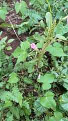 Ipomoea triloba