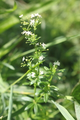 Galium mollugo