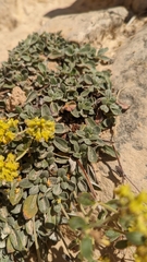 Oligogonum