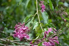 Fridericia chica