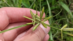 Cyperus compressus