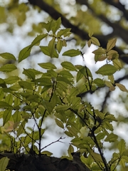 Ulmus parvifolia
