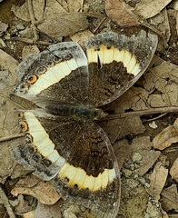 Junonia elgiva