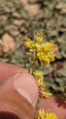 Oligogonum