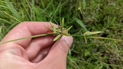 Cyperus compressus
