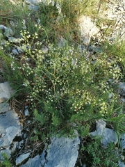 Trinia glauca