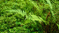 Oreopteris limbosperma