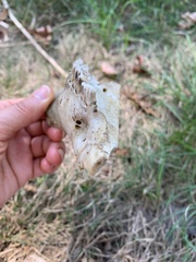 Vertebrata