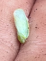 Flatormenis proxima