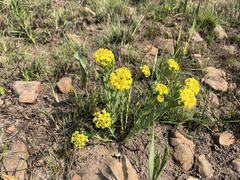 Lasiosiphon kraussianus