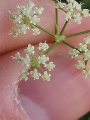 Trinia glauca