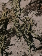 Evernia mesomorpha