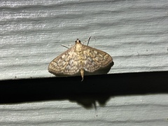 Herpetogramma pertextalis